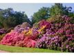 Rhododendronparkfest Graal-Müritz 2024