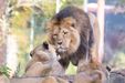 Schweriner Zoo