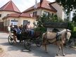 Angebote für Pferdefreunde vom Landhotel Borstel-Treff