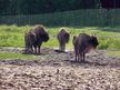 Wisentreservat Damerower Werder
