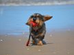 Hundestrand Lubmin