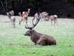 Wildpark Boek