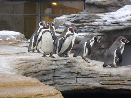 Stralsund Ozeaneum Stralsund Ozeaneum