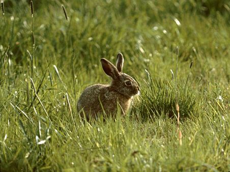 Bunte Ostervielfalt an der Müritz Bunte Ostervielfalt an der Müritz